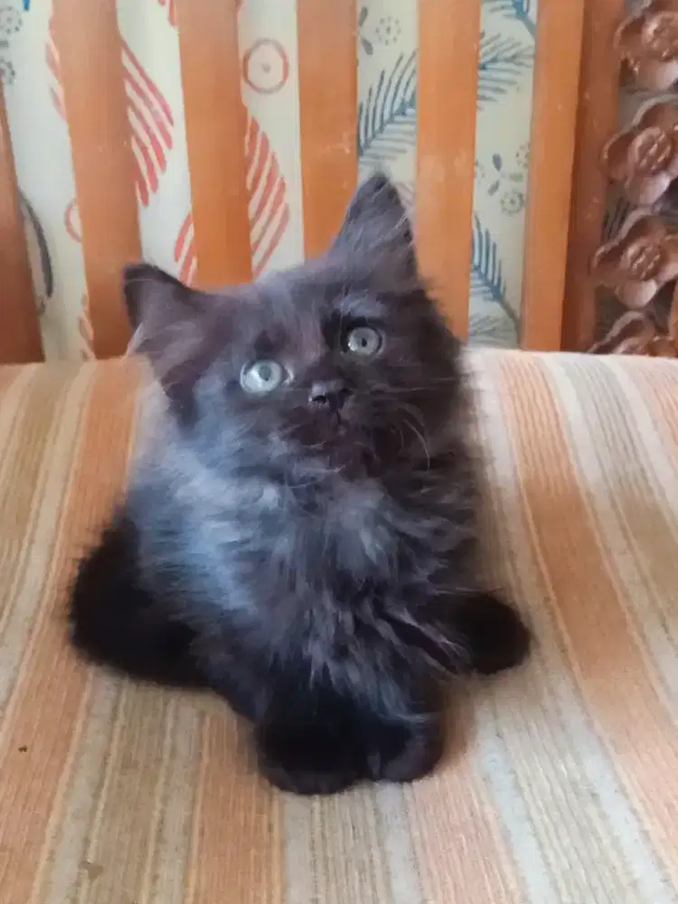 Persia Longhair BLACK SMOKE