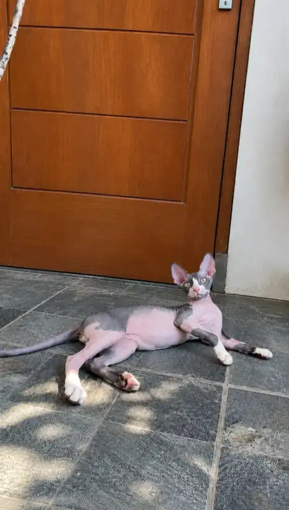 Kitten sphynx bicolor jantan
