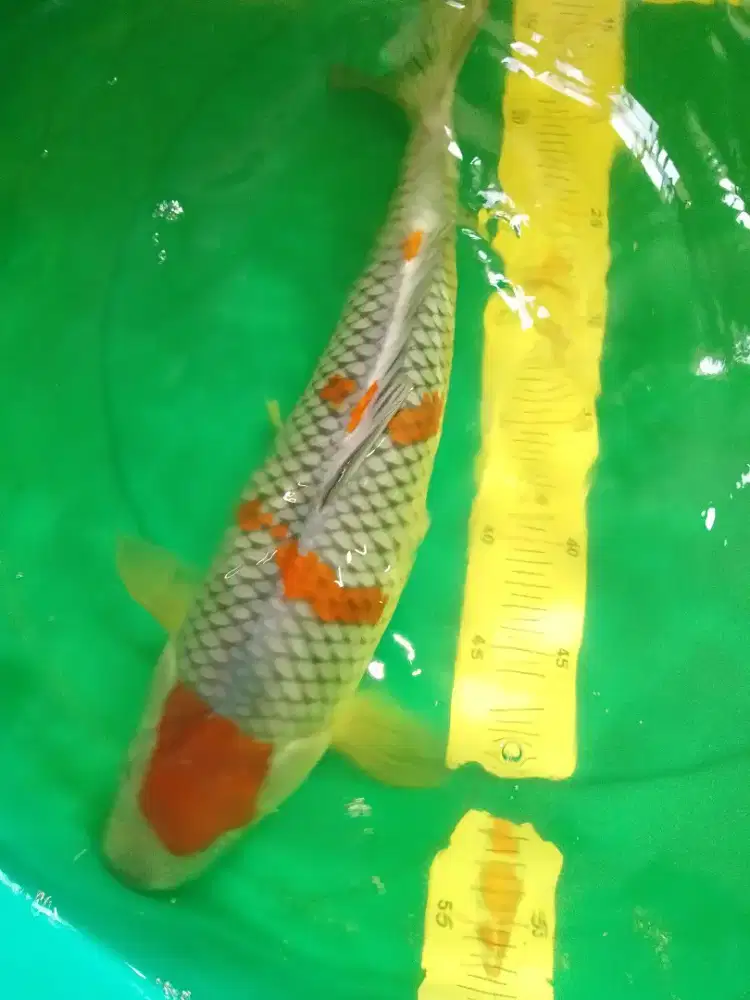 Ikan koi jenis OCHIBA 42cm HQ