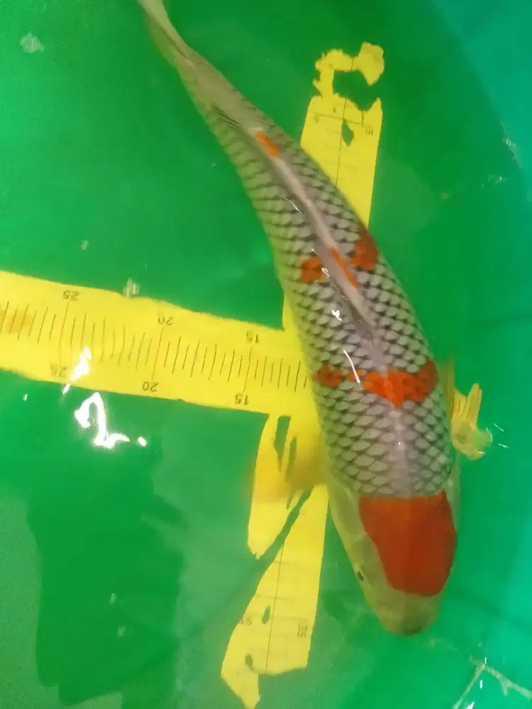 Ikan koi jenis OCHIBA ukuran 42cm HQ