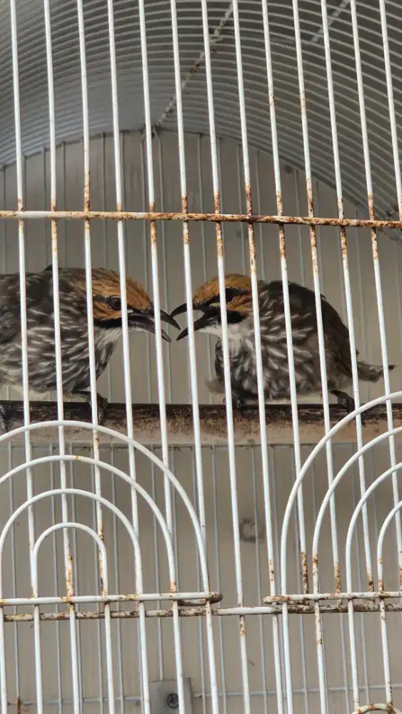 Sepasang Cucak Rowo Rawa Jodoh