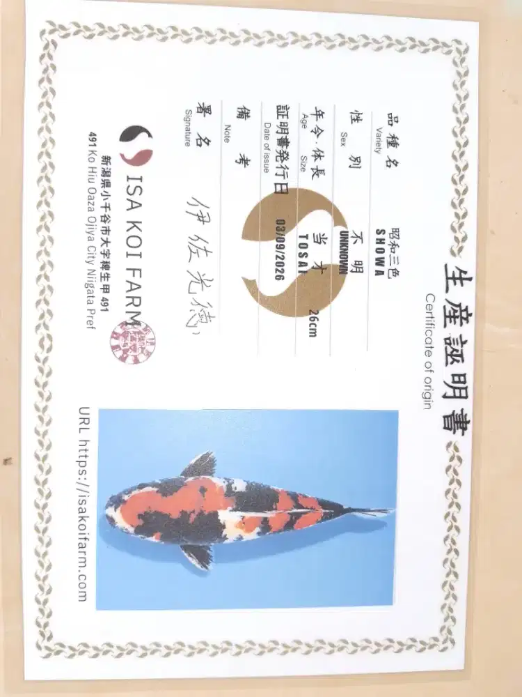 Ikan koi jenis Showa sertifikat ISA 28cm