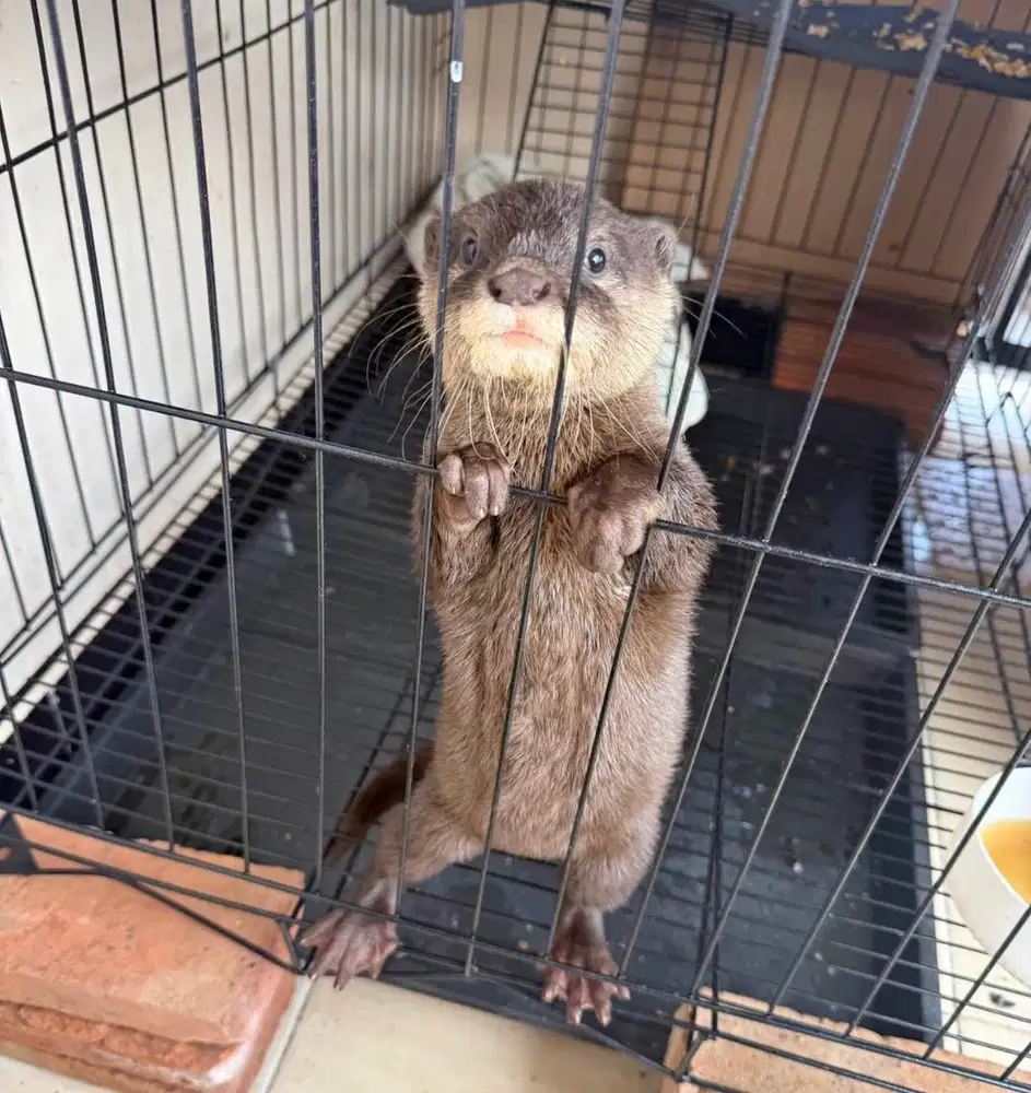 Otter/berang-berang
