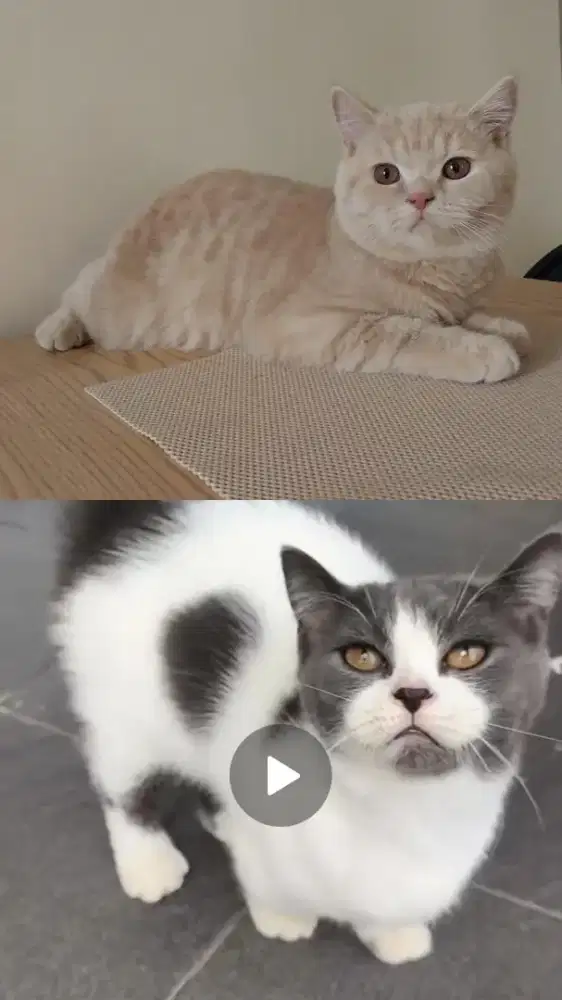 Open Adopt 2 Anabul BSH