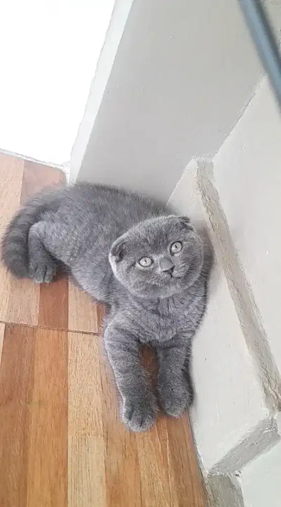 Kitten scottish fold