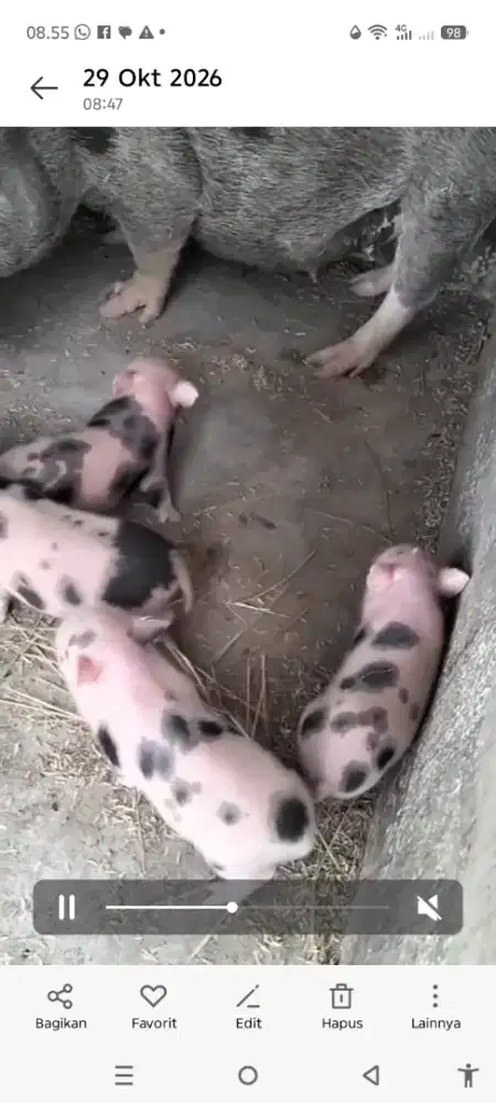 Micro pig umur 1 bulan 1/2