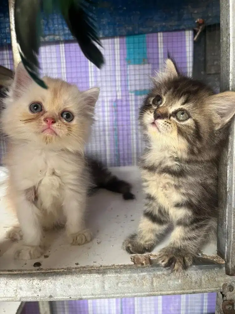 Kucing Persia Betina