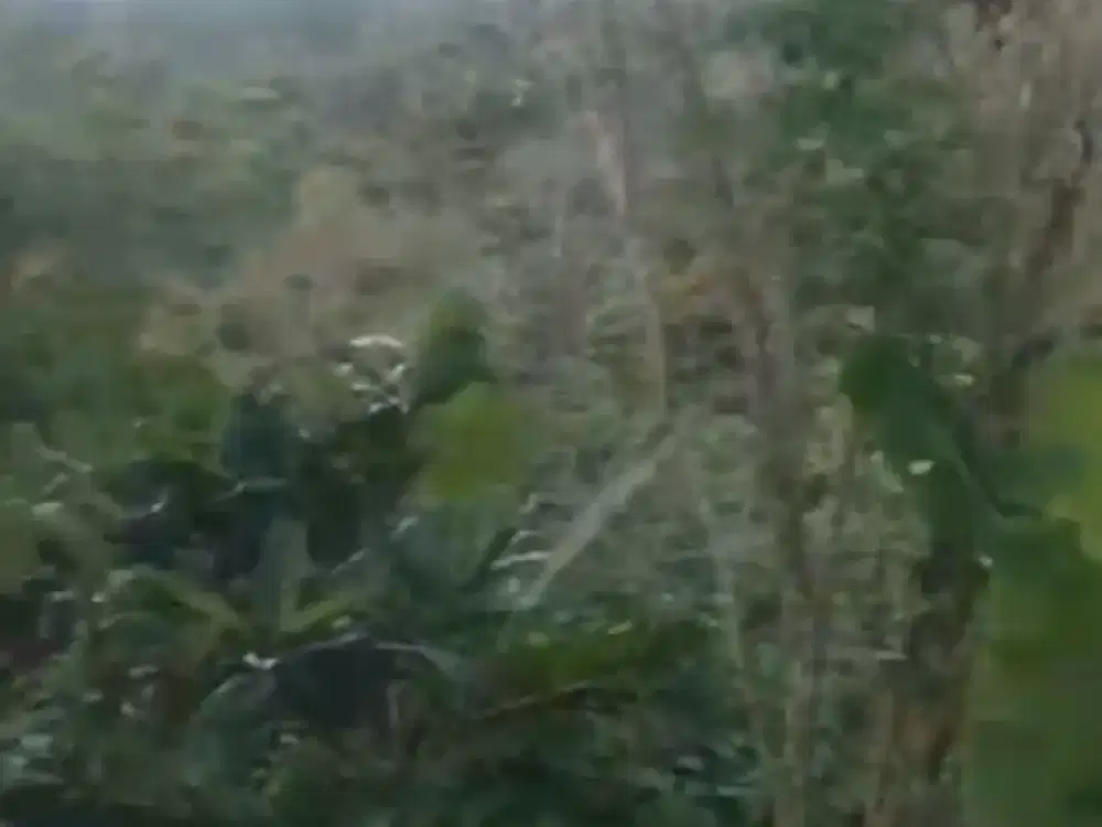 Dijual Tanah Kebun Murah Lokasi di Munduktemu Pupuan