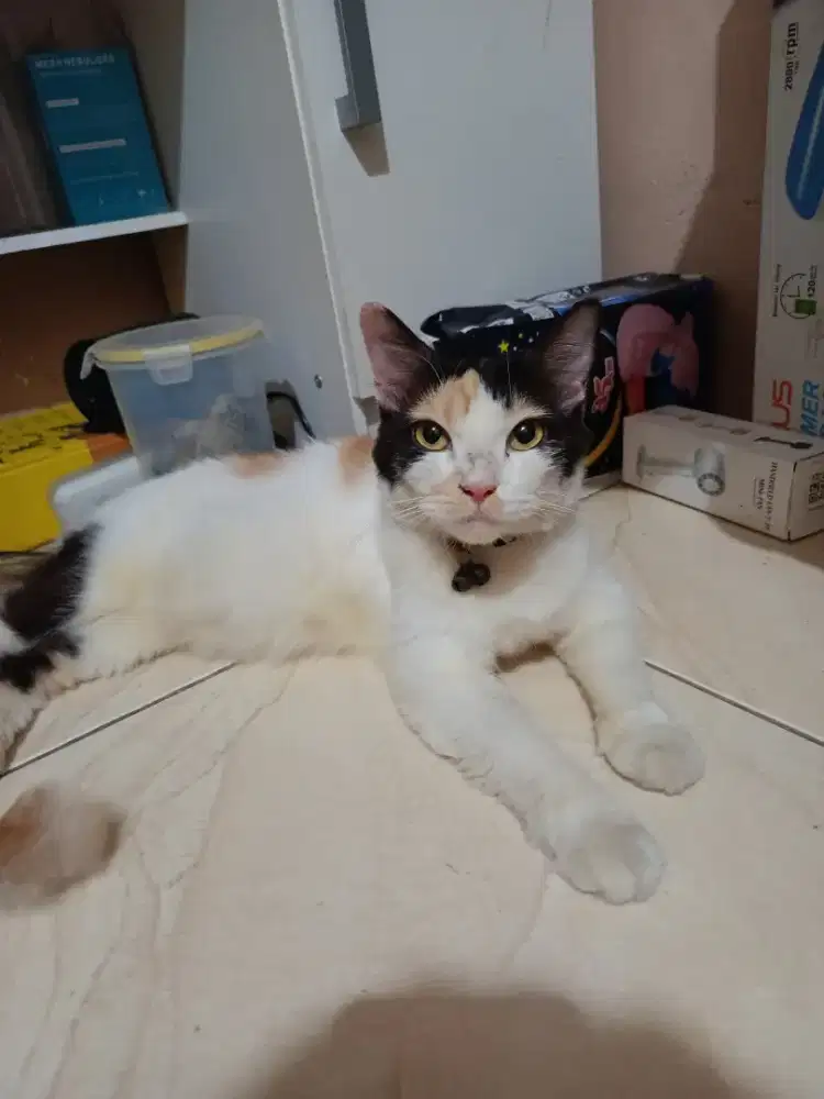 lepas adopsi kucing calico betina