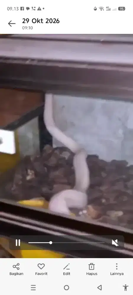 Cobra khotia albino female