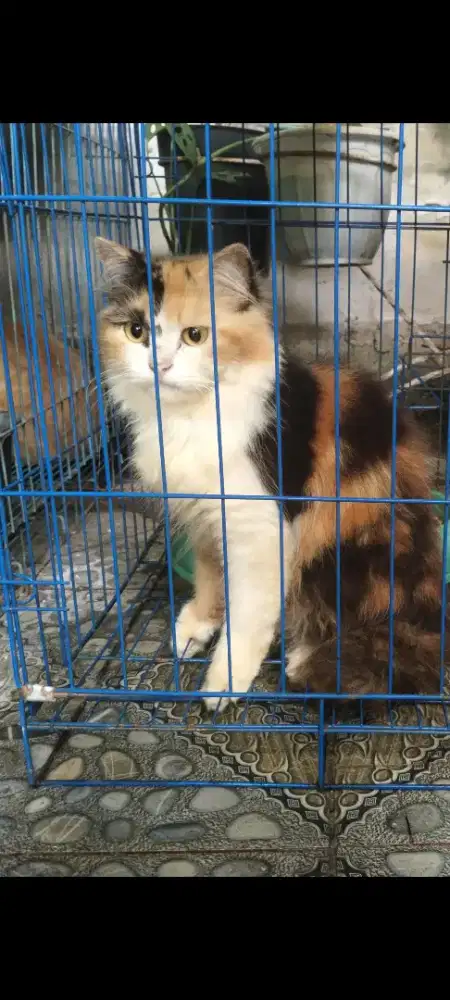 LA kucing persia