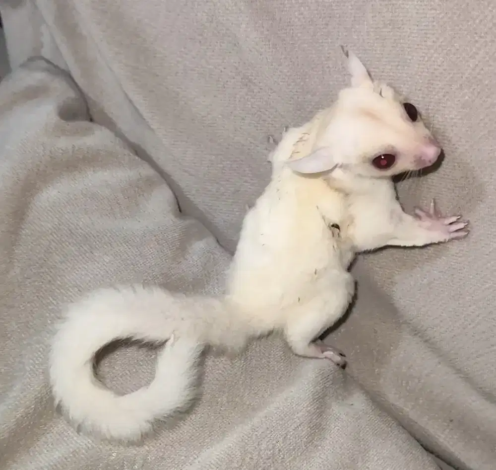 Sugar glider Ruby leucistic Joy betina