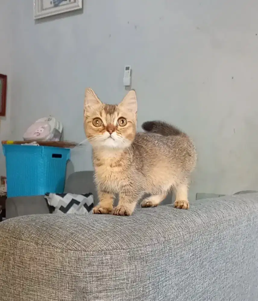 BSH MUNCHKIN GOLDEN