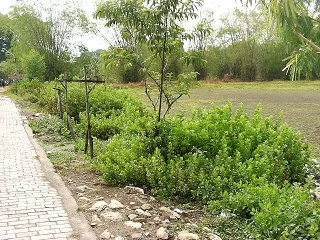 Dijual Tanah 1140 m2, Sumberrejo-Bojonegoro, SHM, PBB Lunas, Jalan Mob