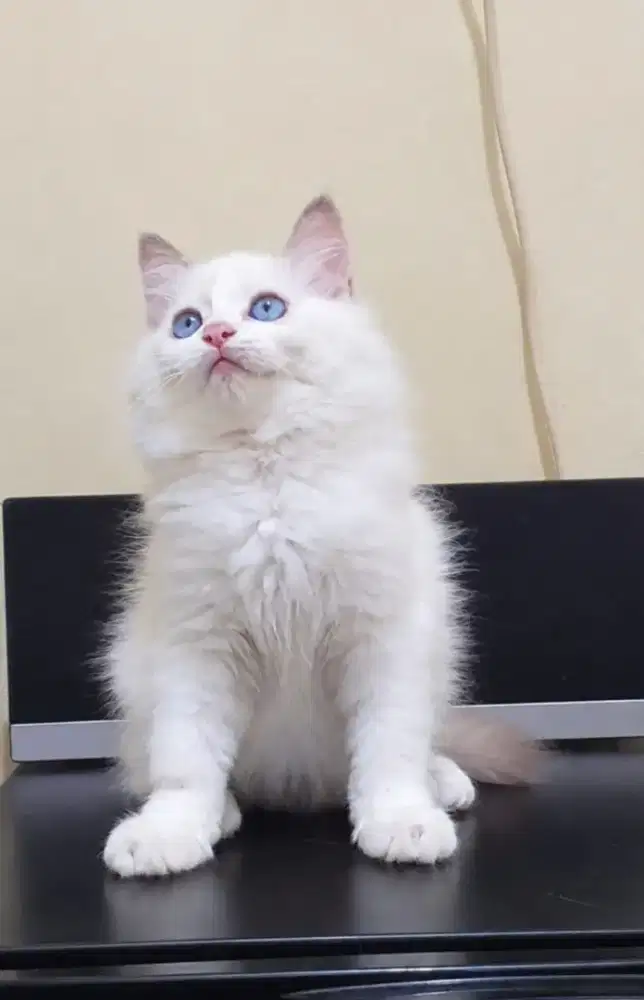 Ragdoll betina deep blue eyes