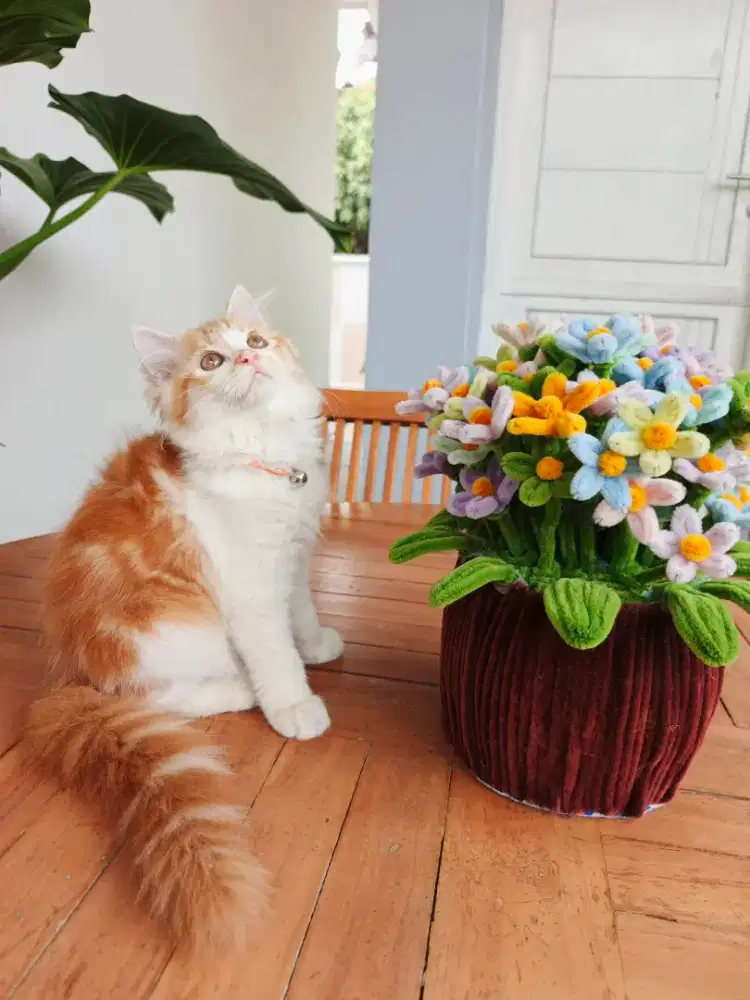 KUCING RAS PERSIA