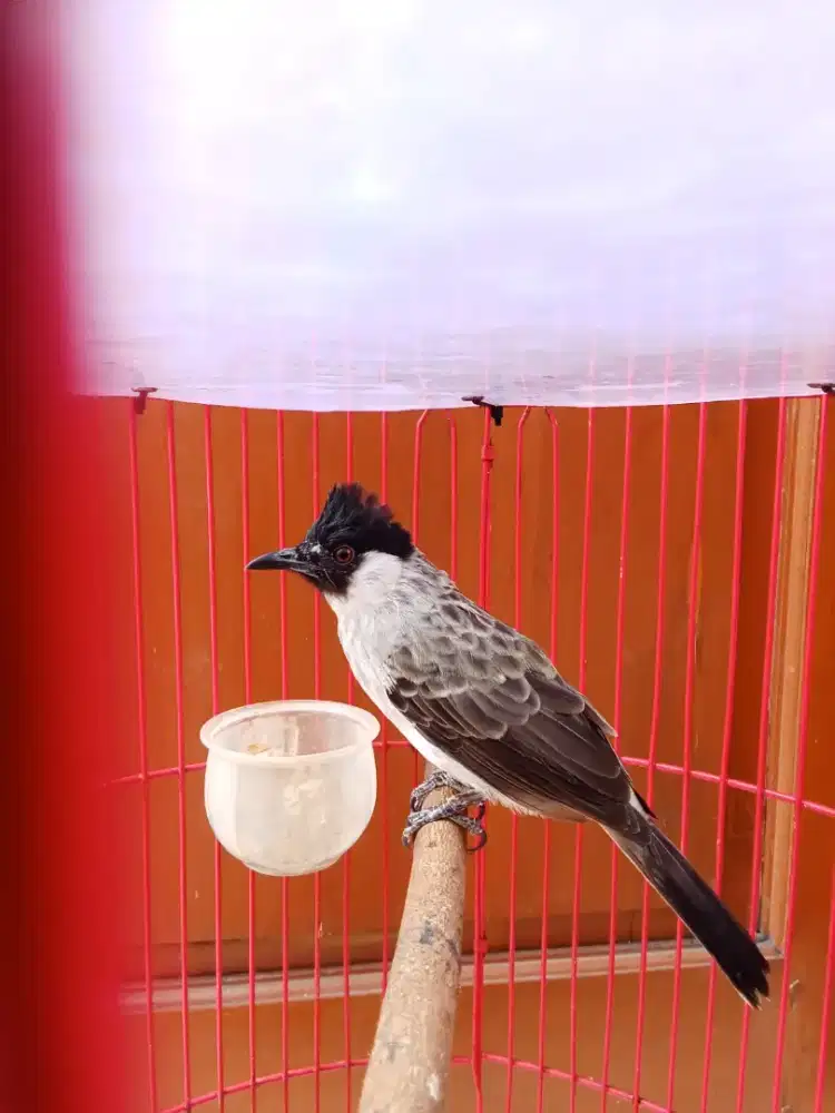 burung kutilang kapas jantan