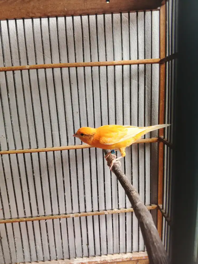Burung kenari gacor
