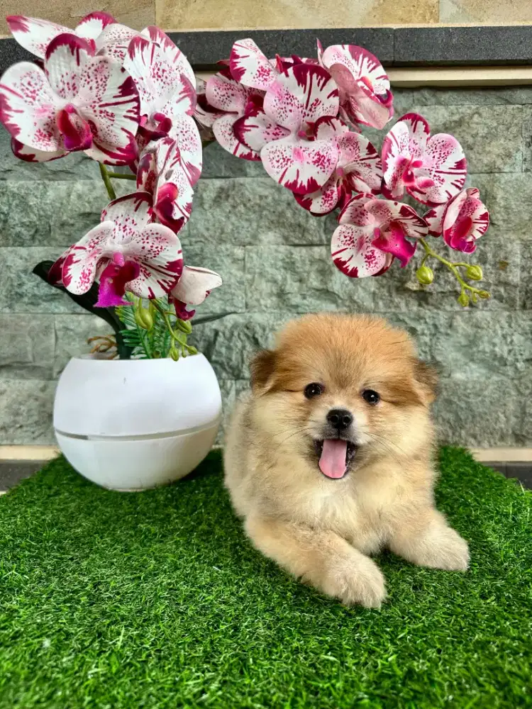 Minipom coklat,