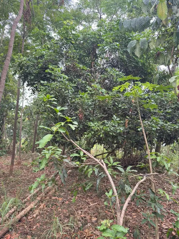 Tanah kebun investasi