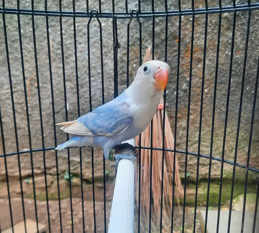 Lovebird Biola Blue Pastel Broken PB pakai ring