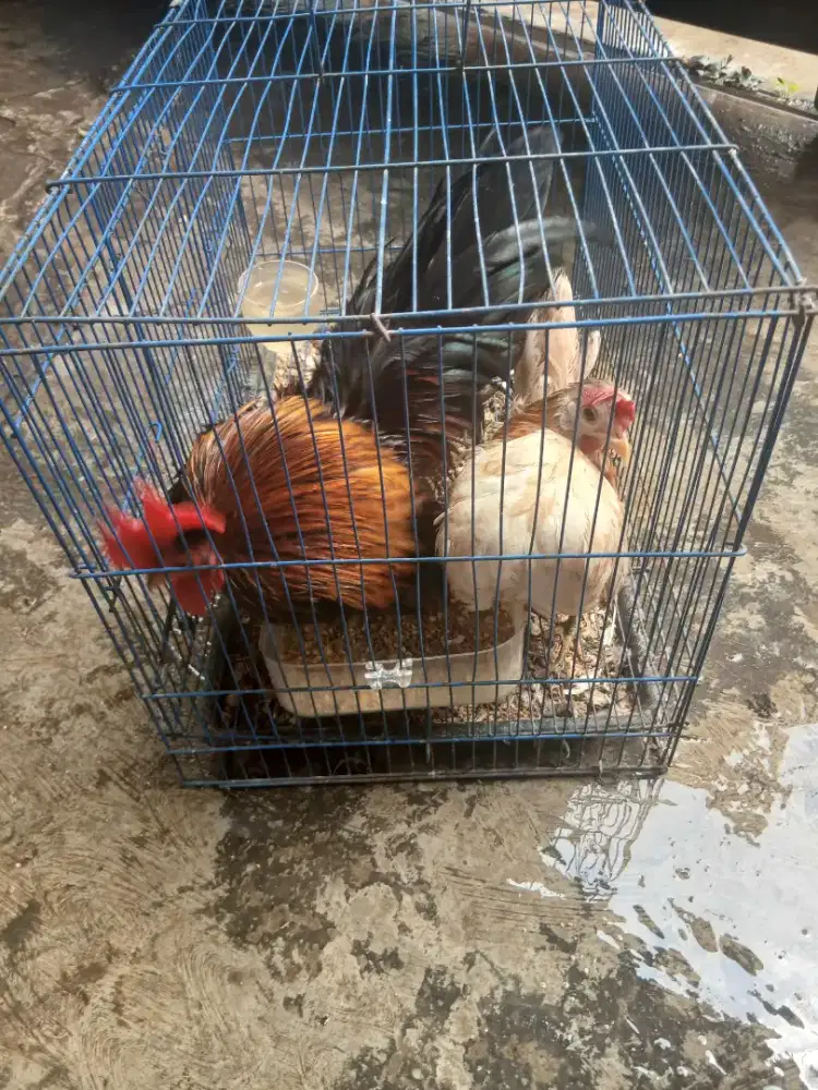 Jual ayam serama