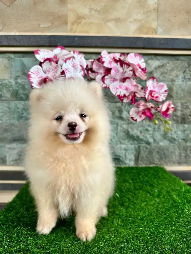 Minipom betina,