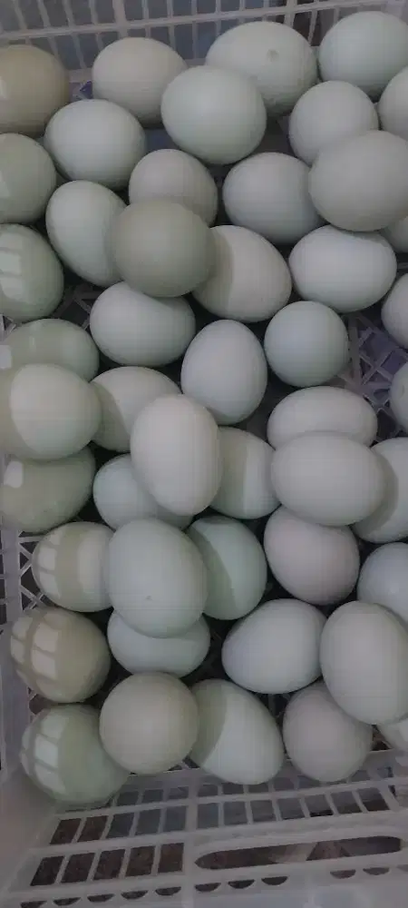 Telur Bebek Mentah