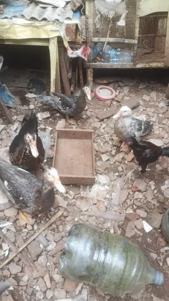 Entok 2 pasang lok Jatinegara kaum