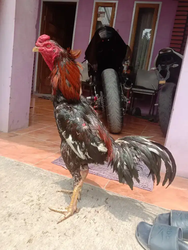 Ayam adu kosongkan ada pakhoy aseel shamo phanat anak dewasa lengkap