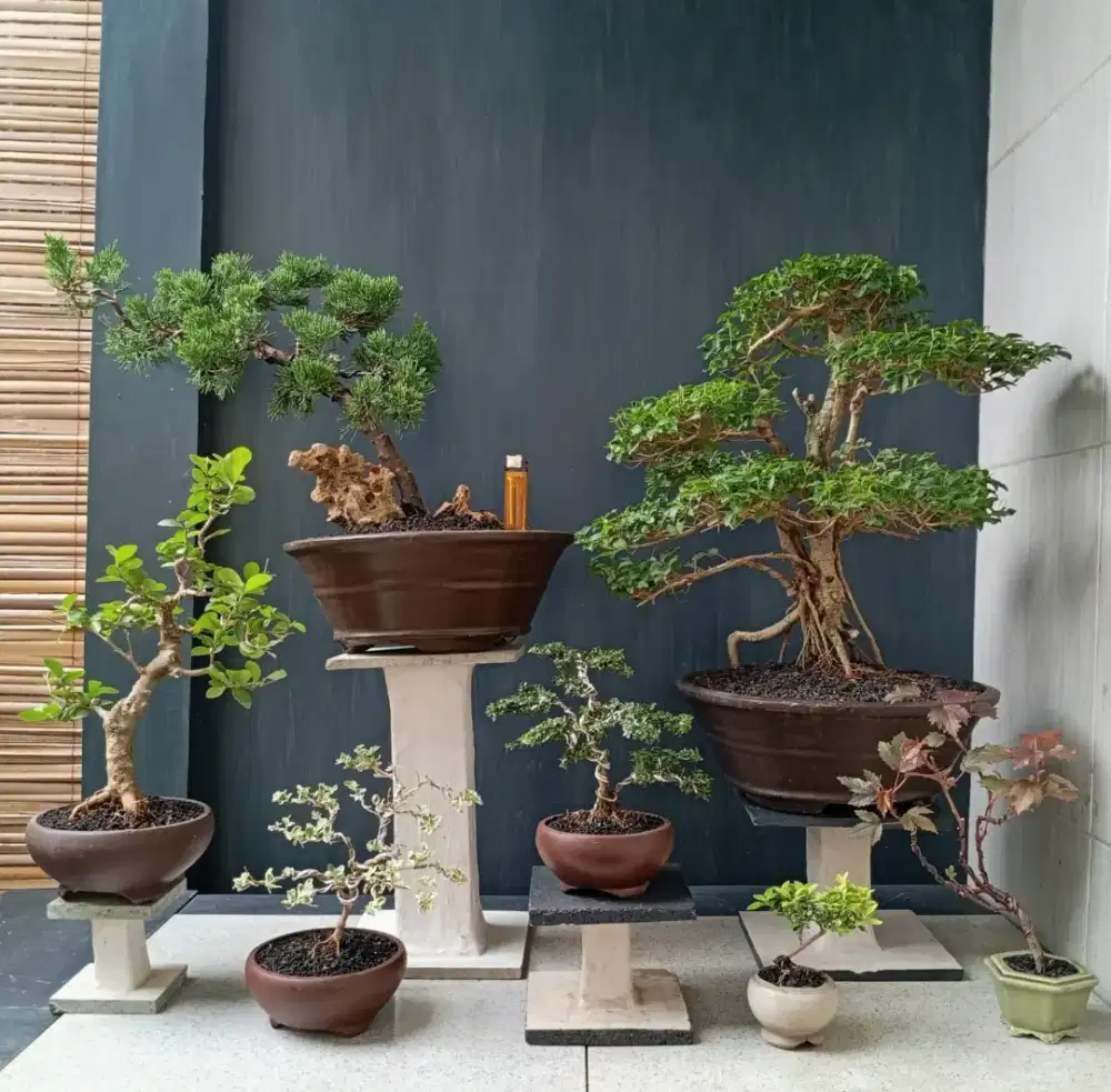 Bonsai hias antik sepaket