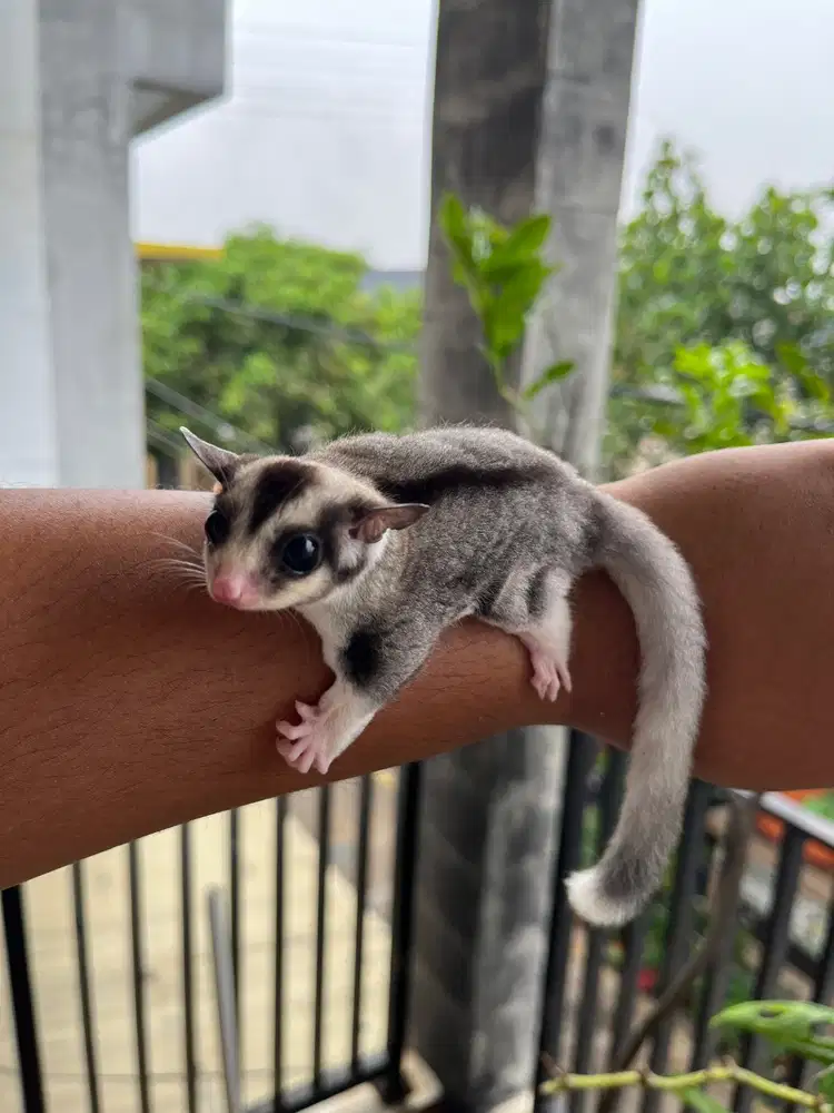 Sugar Glider Joey Mozaic Betina