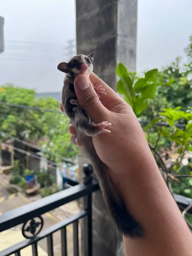 Sugar Glider Joey Classic Grey