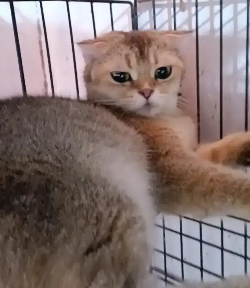 Lepas adopt BSH NY25