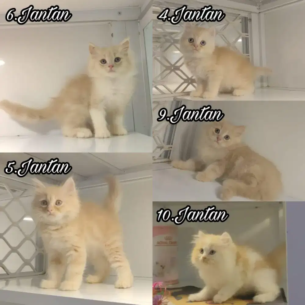 kucing kitten anakan anggora persia himalaya ragdoll mainecoon