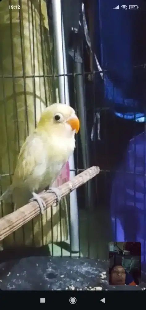 Burung lb baru makan sendiri warna nilai sendiri