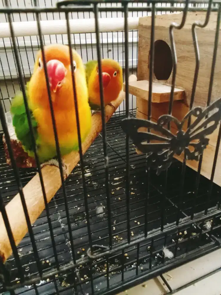 Burung Lovebird