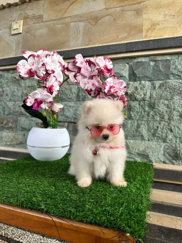 Minipom jantan,