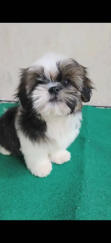 Shih Tzu Female