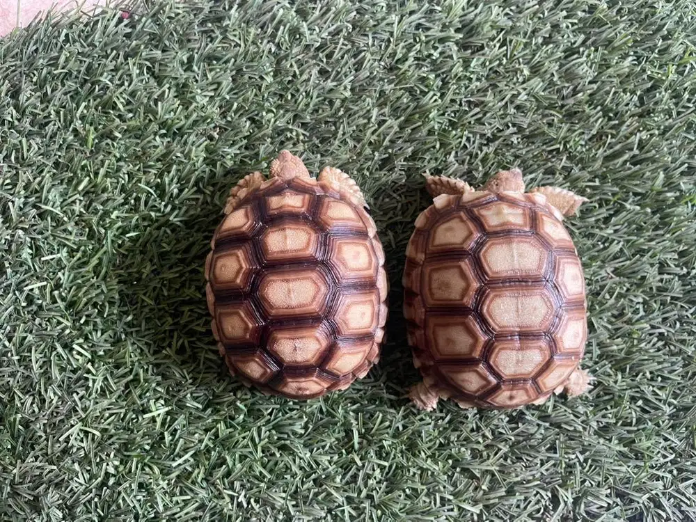Kura kura sulcata