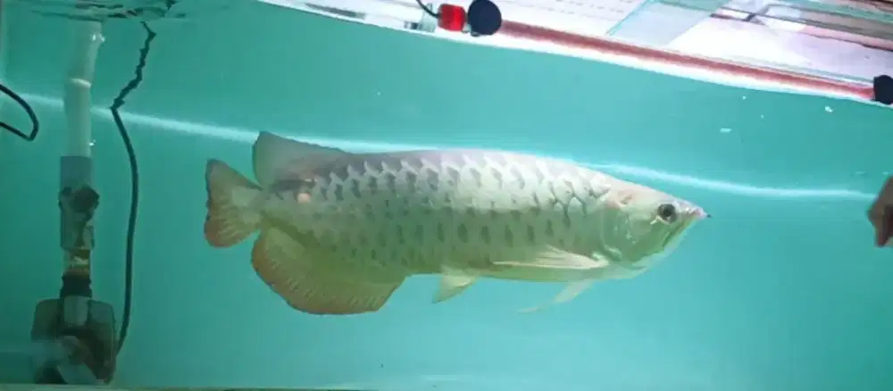 Jual ikan arwana golde red