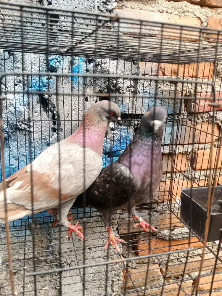 Burung dara sepasang