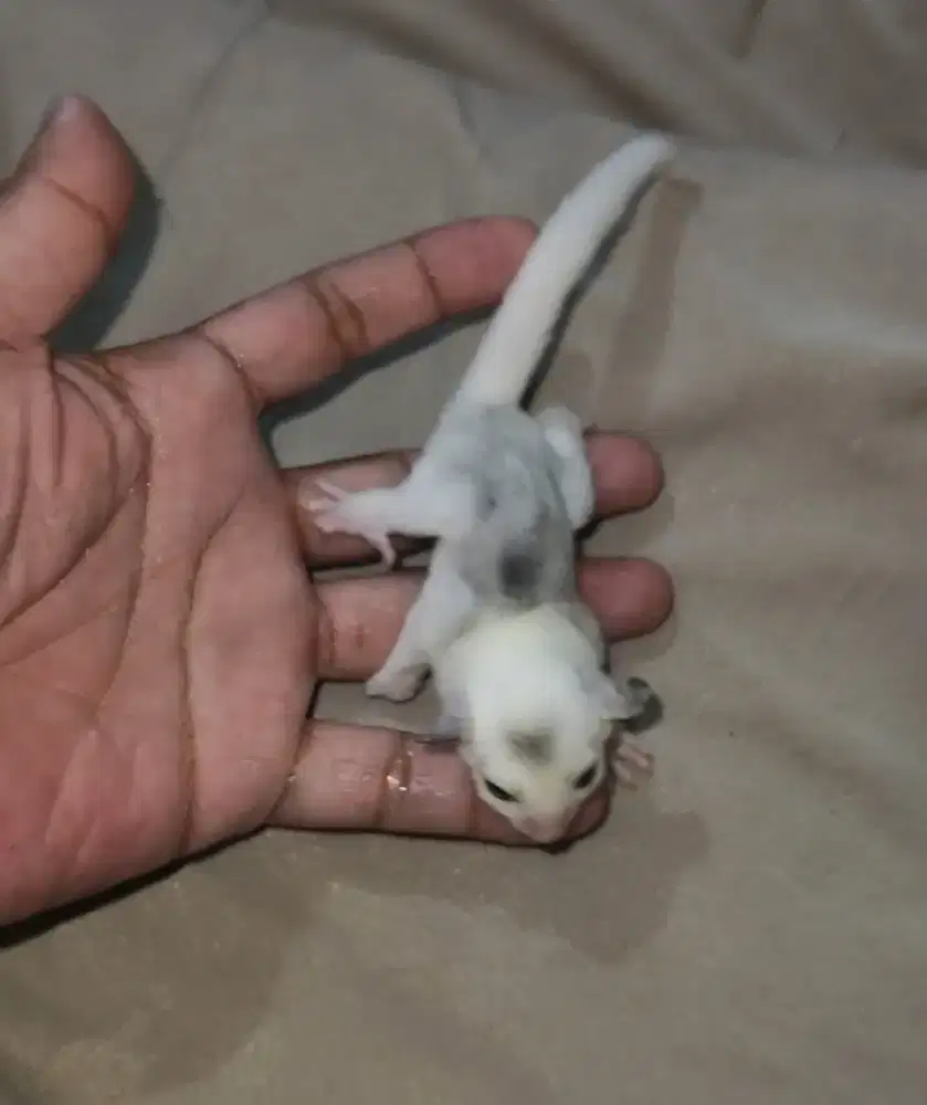 Sugar glider platmoss Joy betina