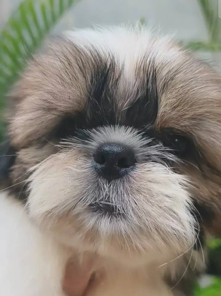 Shih Tzu Jantan
