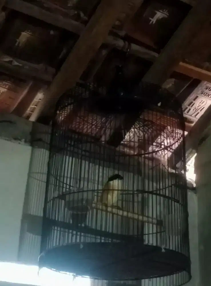 Cendet bulu baru dokor jantn