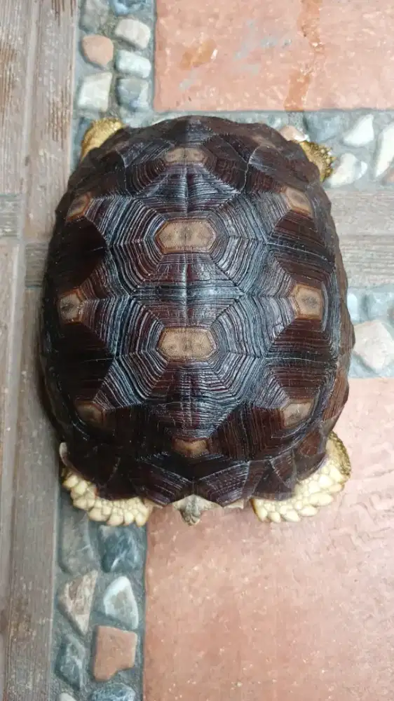Kura-kura Sulcata