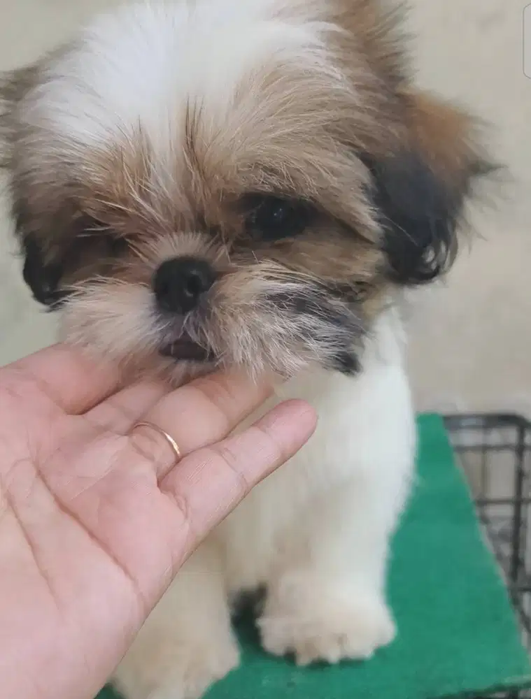 Female Shih tzu