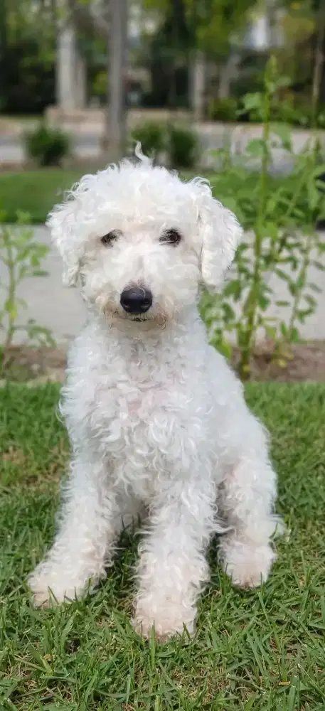 Jual Anjing Maltipo