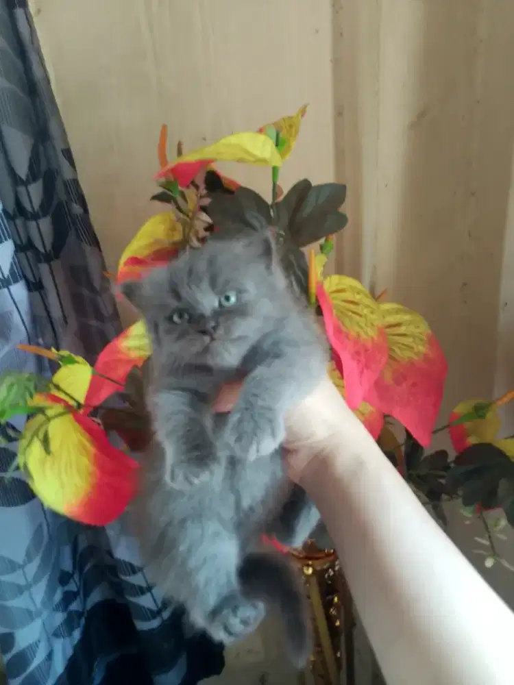 Kittenn Persiaa
