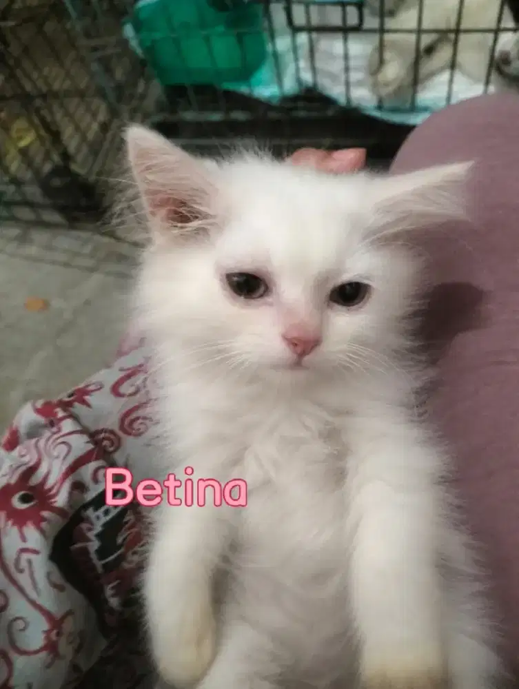 DIJUAL: KUCING PERSIA KITTEN SEHAT & TERAWAT